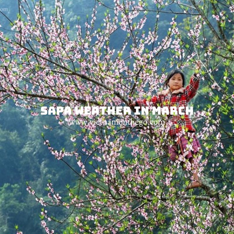 sapa weather in march this year