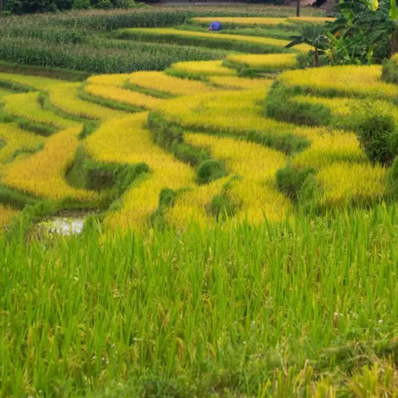 Discovering the Golden Beauty of Ha Giang Rice Fields