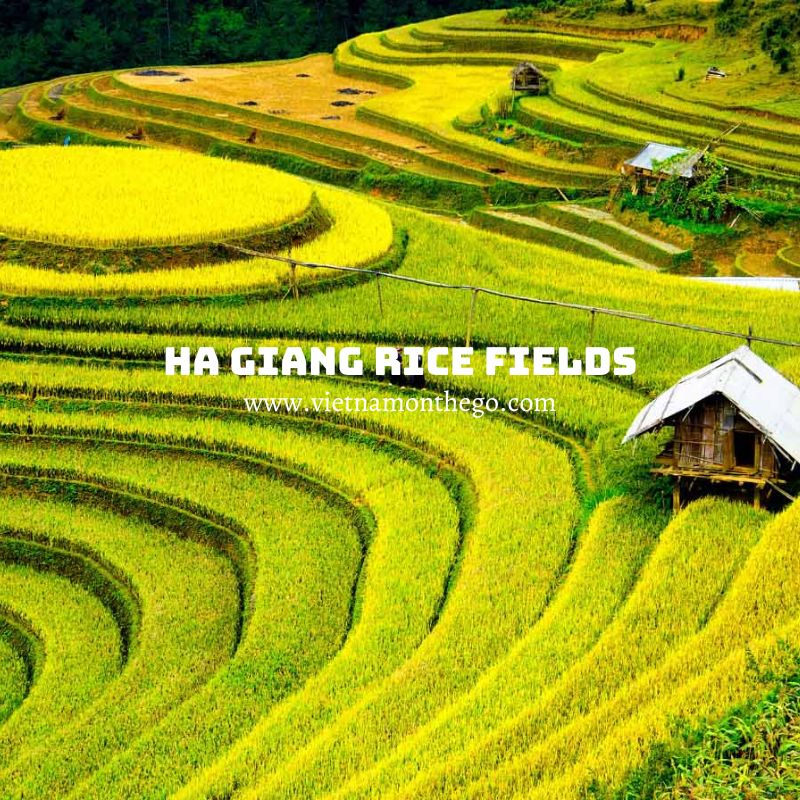 Ha Giang rice fields