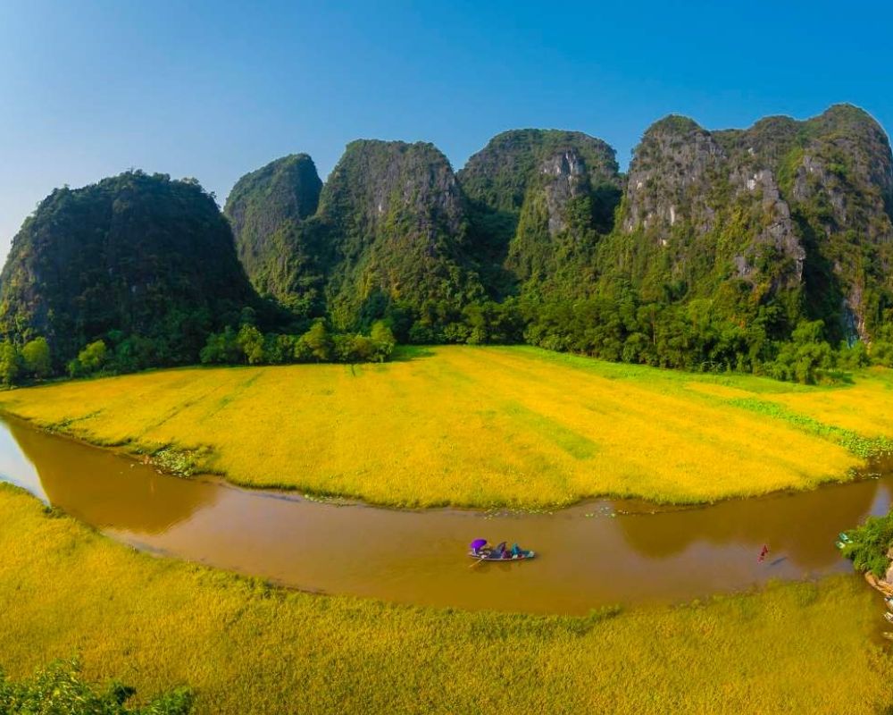 tam coc ninh binh rice fields