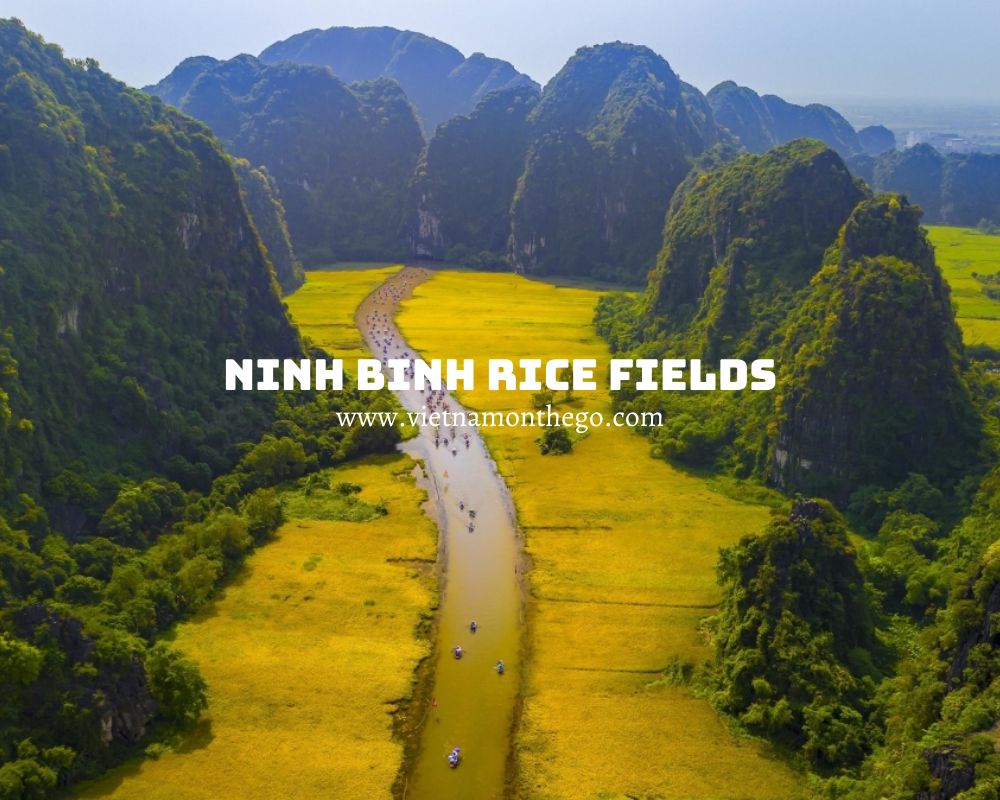 explore Ninh Binh rice fields