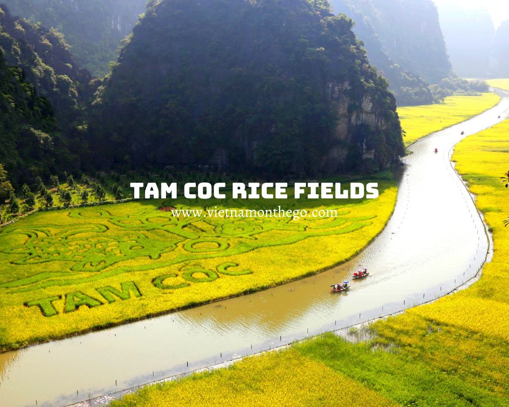 havest Tam Coc rice fields